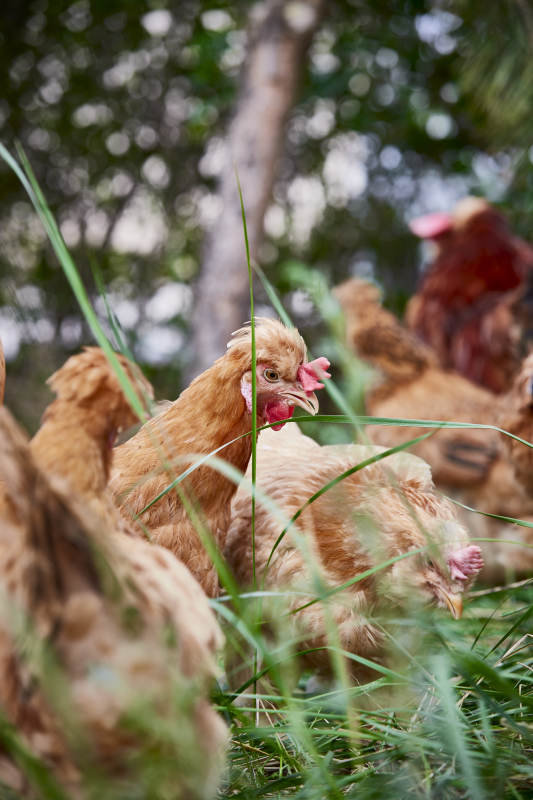 散养状态下散步在草地上的健康北京油鸡图片