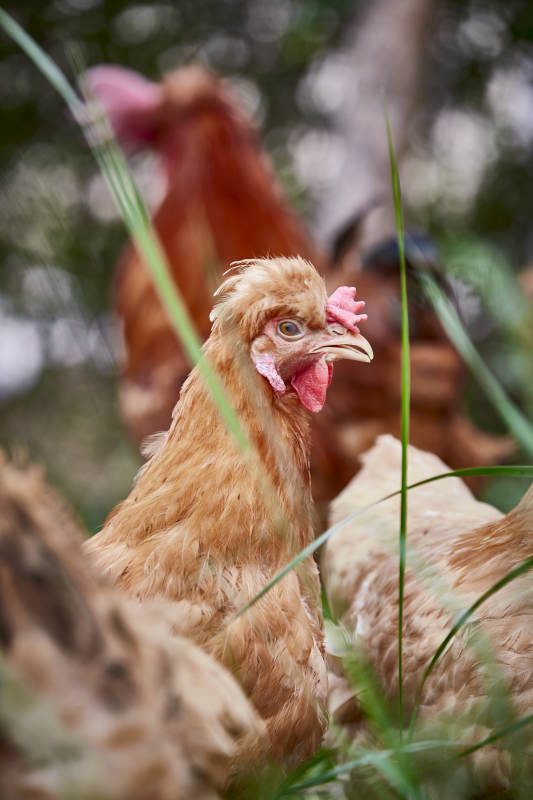 散养状态下散步在草地上的健康北京油鸡图片