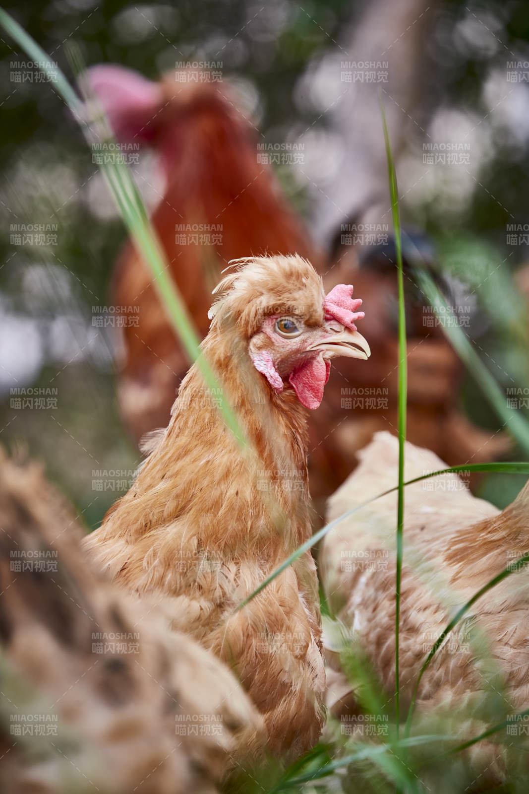 散养状态下散步在草地上的健康北京油鸡图片