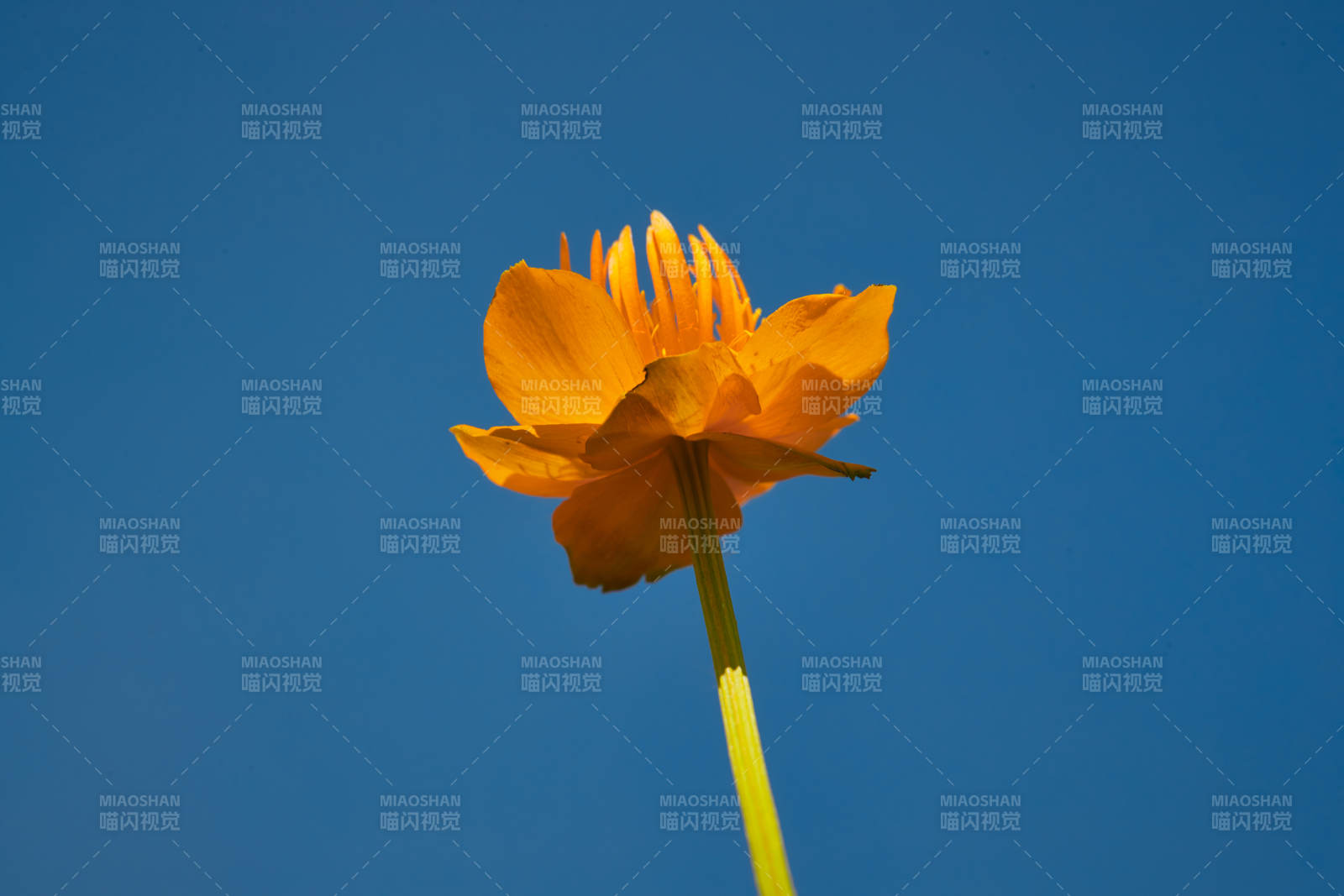 中国河北省张家口沽源县天鹅湖景区湿地金莲花图片