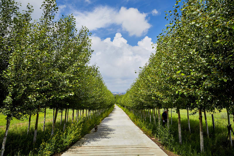 中国河北省张家口地区沽源县天鹅湖景区夏天图片