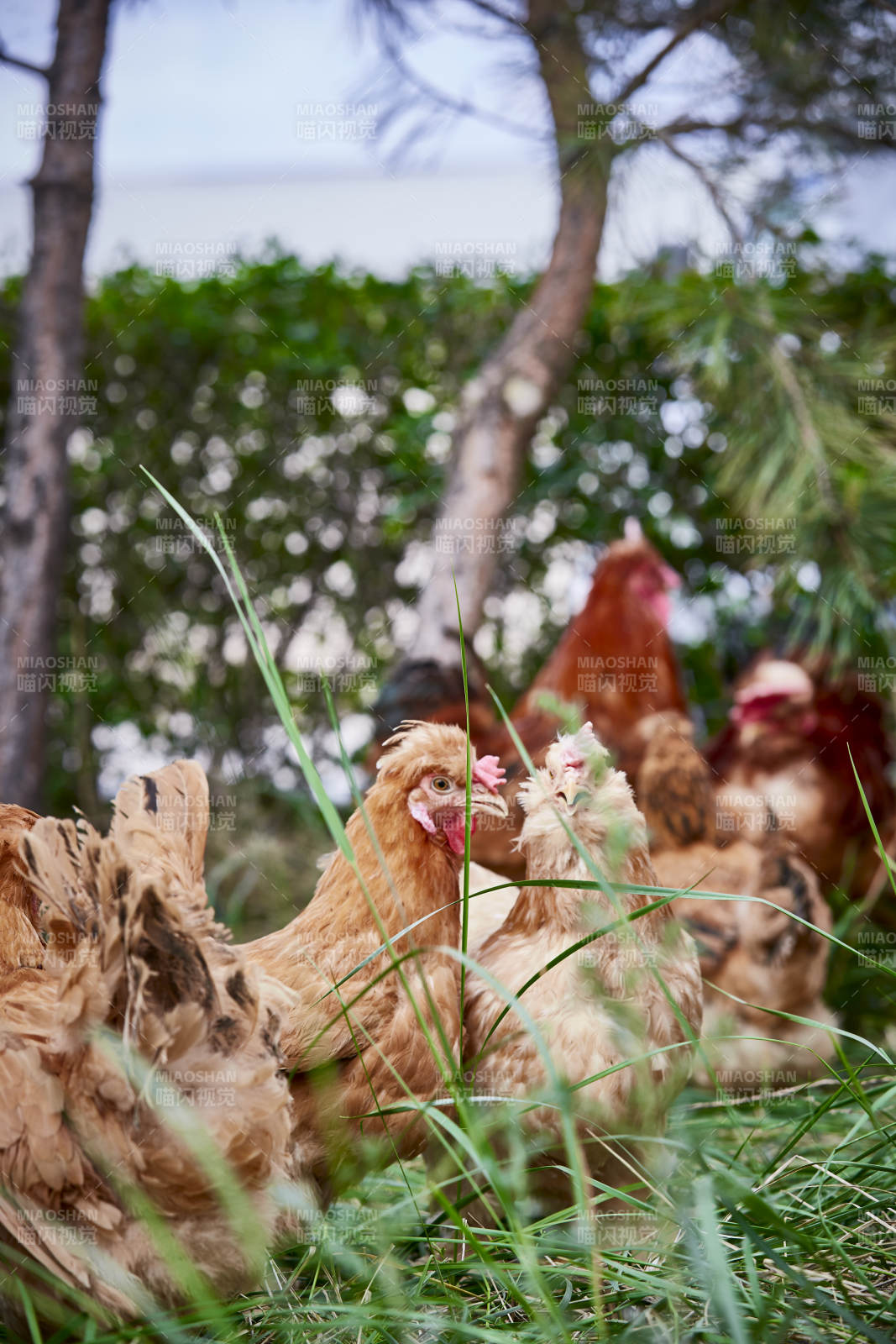 散养状态下散步在草地上的健康北京油鸡图片