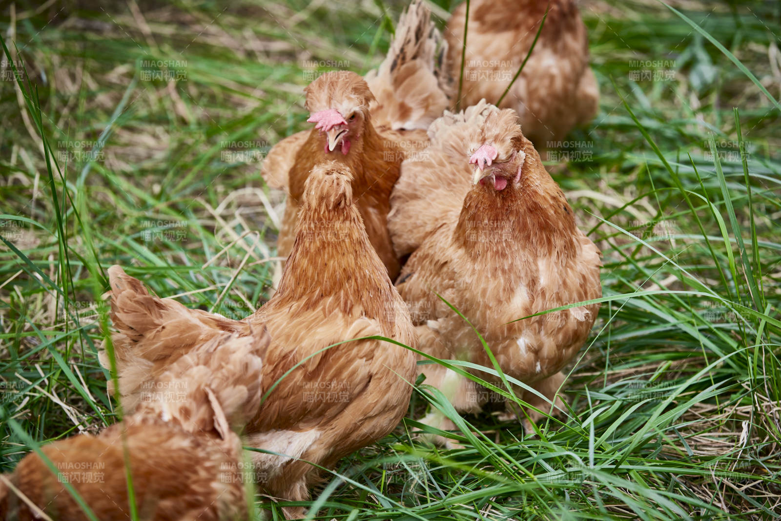 散养状态下散步在草地上的健康北京油鸡图片