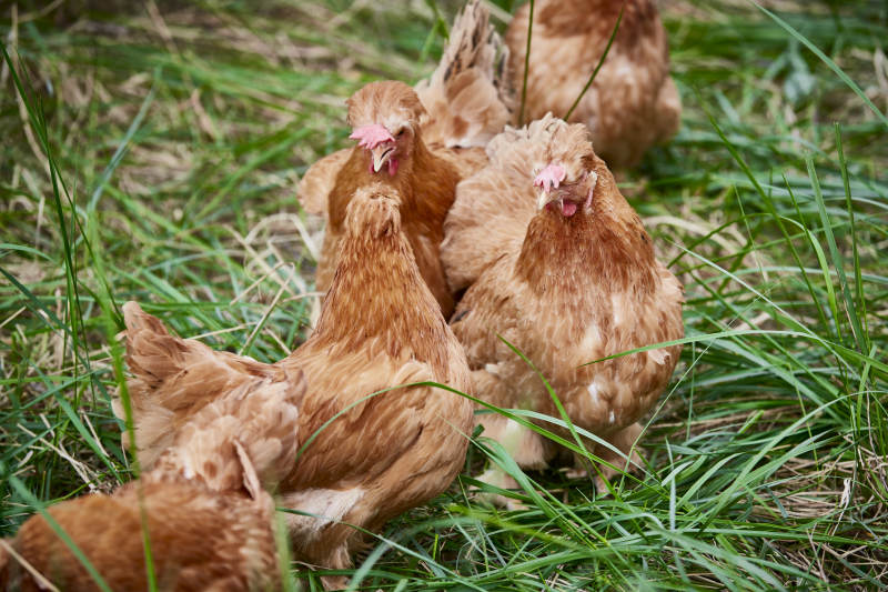 散养状态下散步在草地上的健康北京油鸡图片