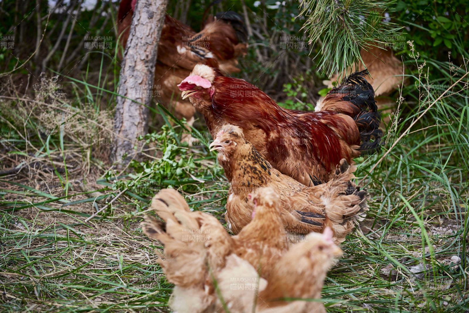 散养状态下散步在草地上的健康北京油鸡图片
