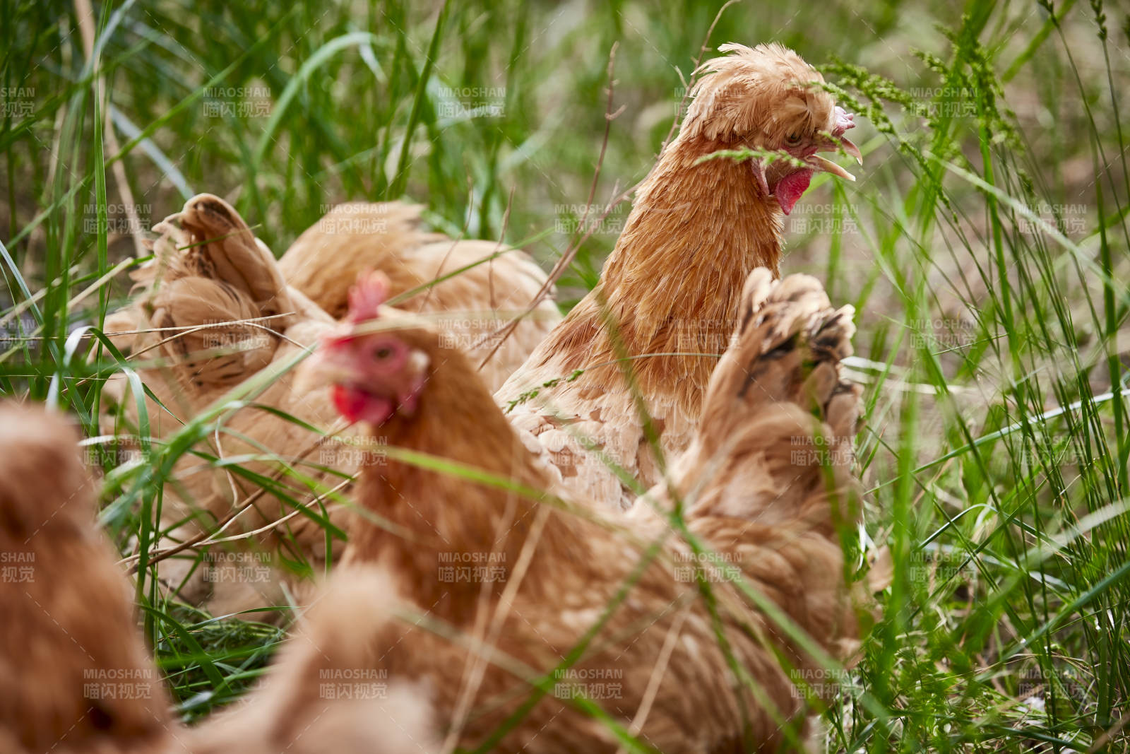 散养状态下散步在草地上的健康北京油鸡图片