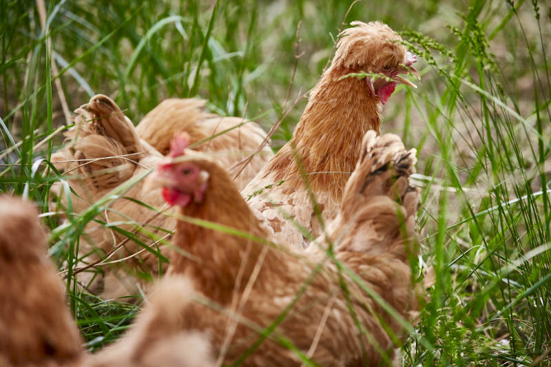 散养状态下散步在草地上的健康北京油鸡图片