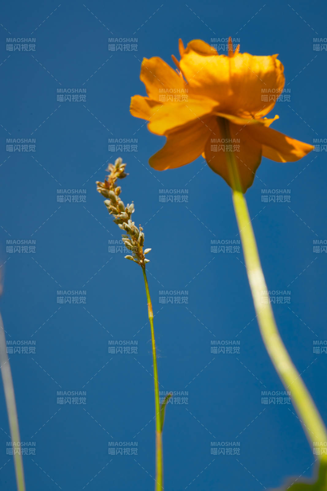 中国河北省张家口沽源县天鹅湖景区湿地金莲花图片