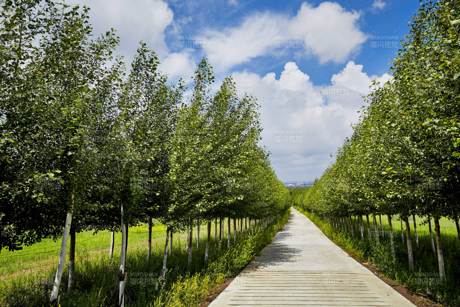 中国河北省张家口地区沽源县天鹅湖景区夏天图片