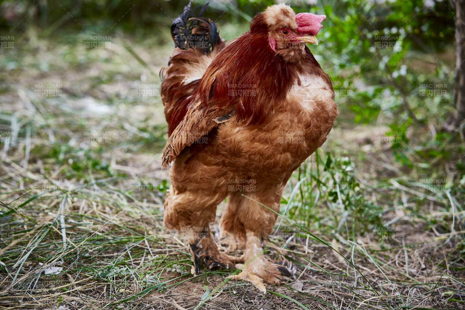 散养状态下散步在草地上的健康北京油鸡图片