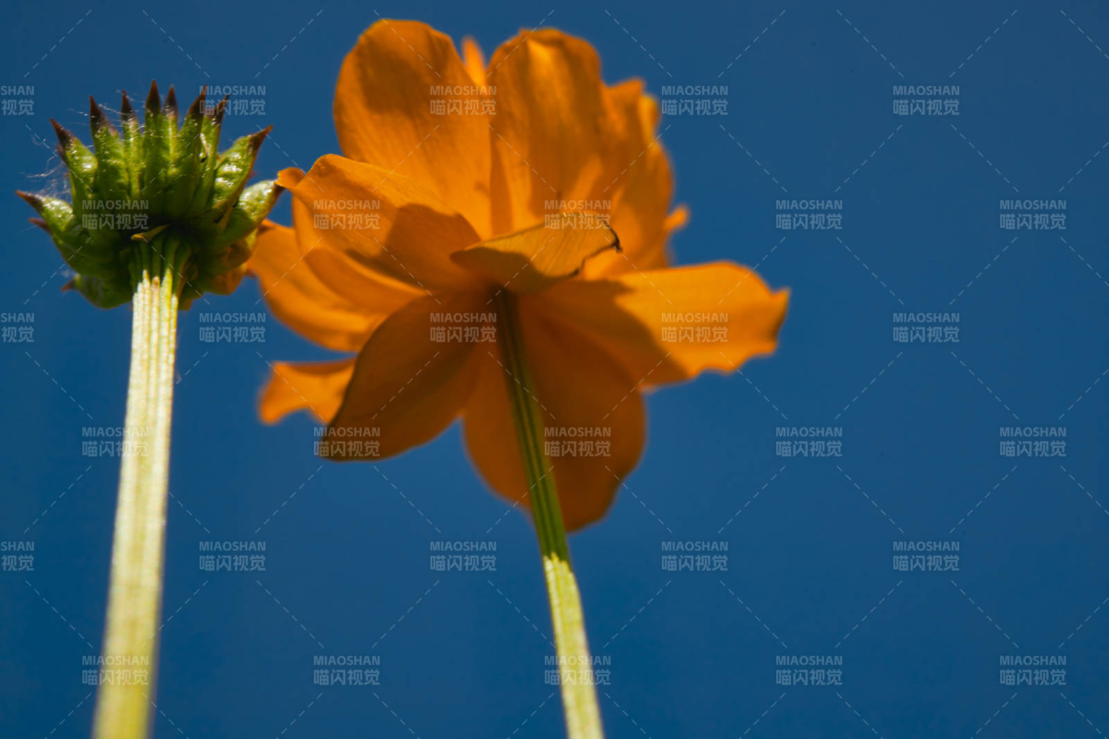 中国河北省张家口沽源县天鹅湖景区湿地金莲花图片