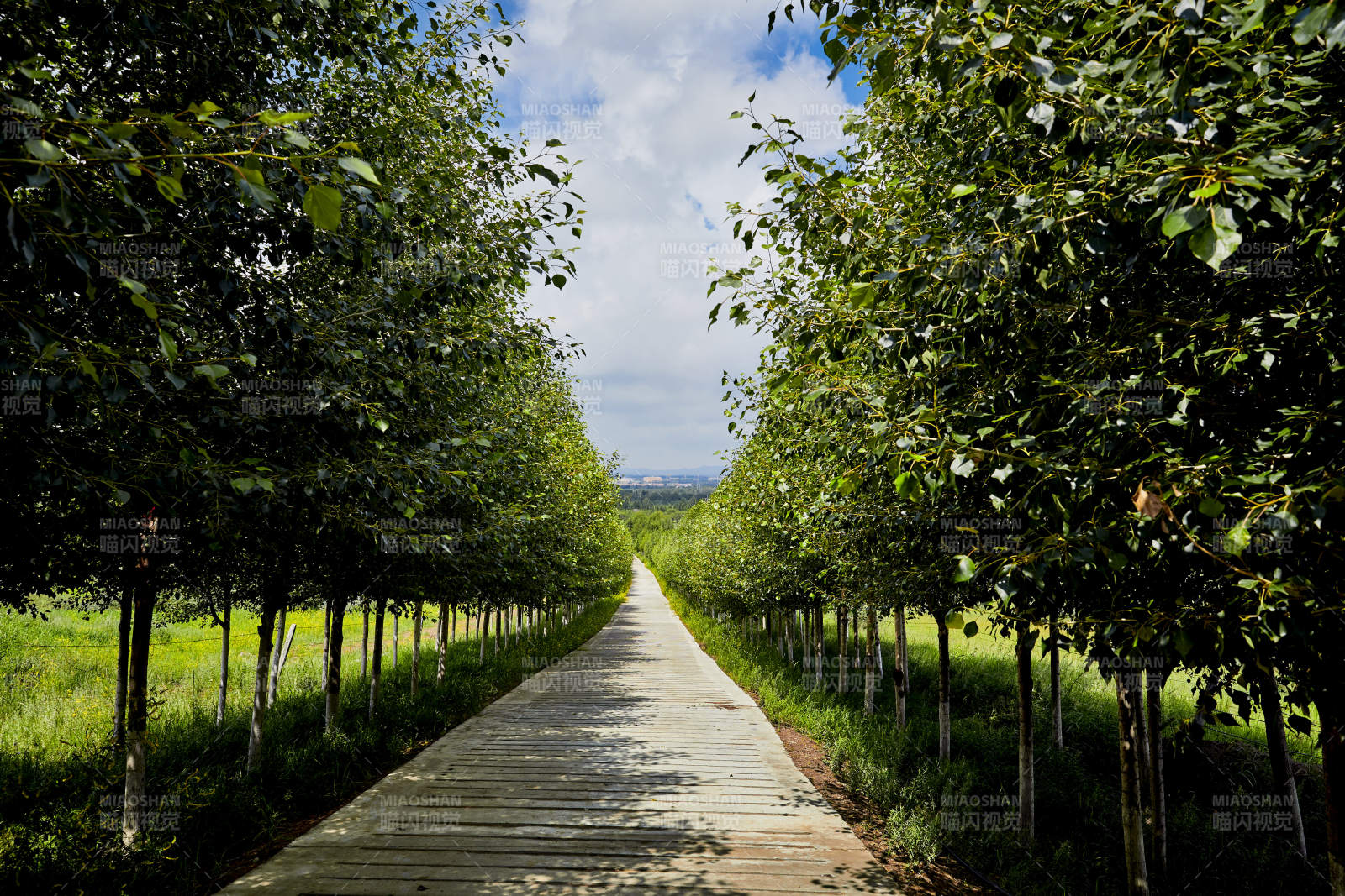 中国河北省张家口地区沽源县天鹅湖景区夏天图片
