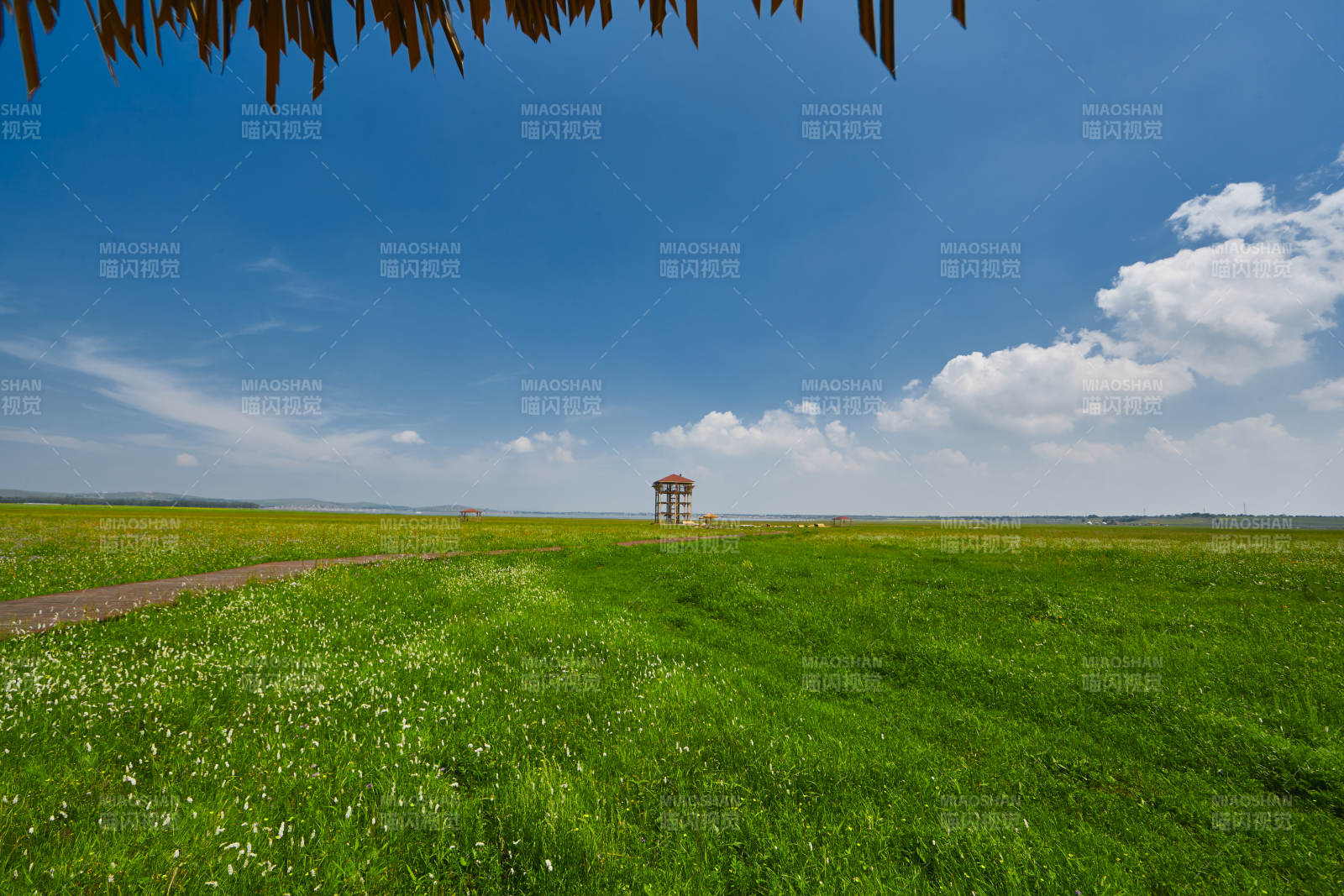 中国河北省张家口沽源县天鹅湖景区湿地花海图片
