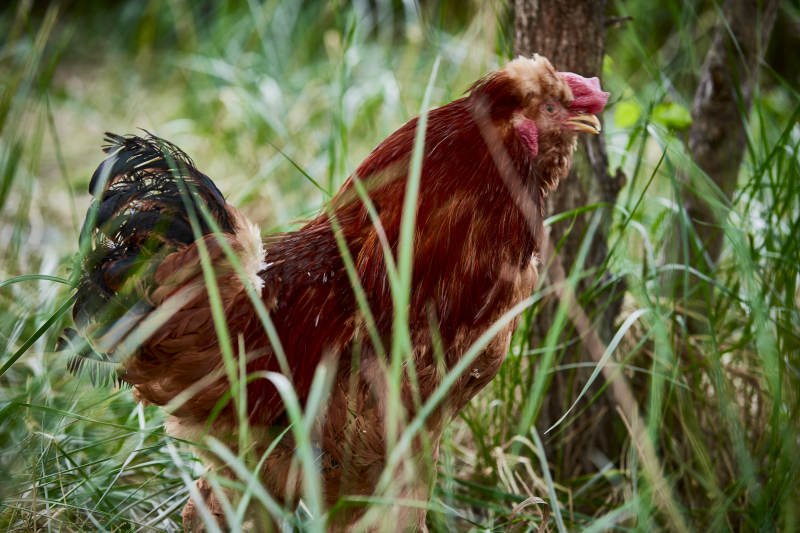 散养状态下散步在草地上的健康北京油鸡图片