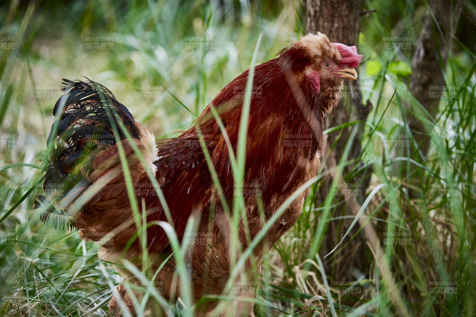 散养状态下散步在草地上的健康北京油鸡图片