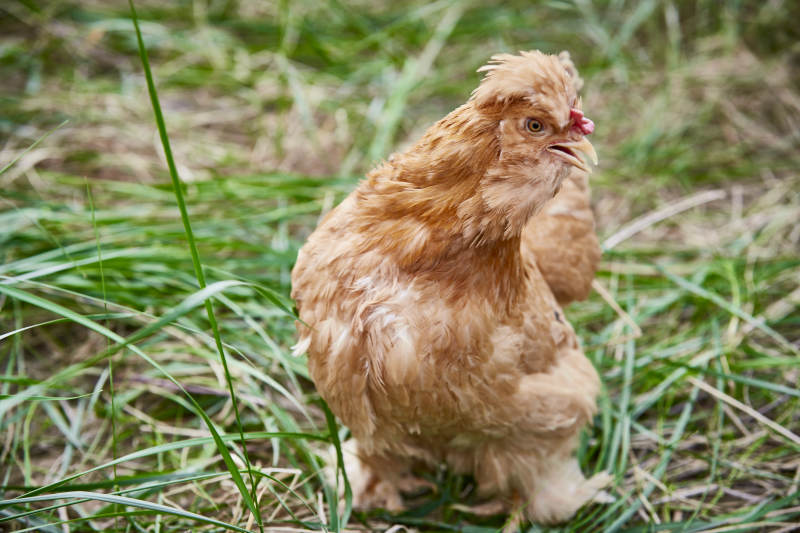 散养状态下散步在草地上的健康北京油鸡图片