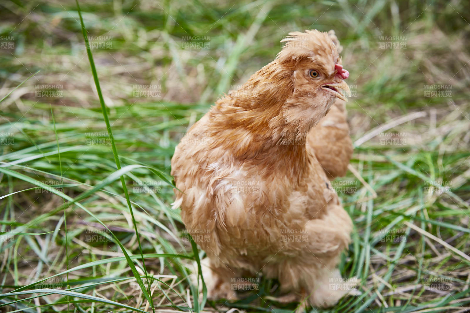 散养状态下散步在草地上的健康北京油鸡图片