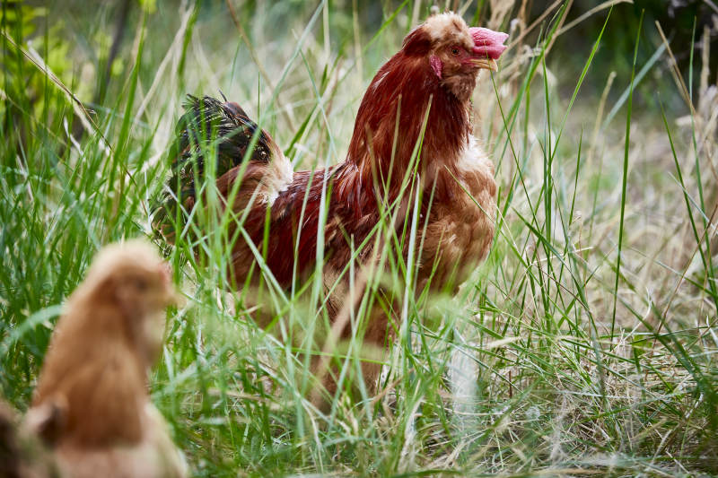散养状态下散步在草地上的健康北京油鸡图片