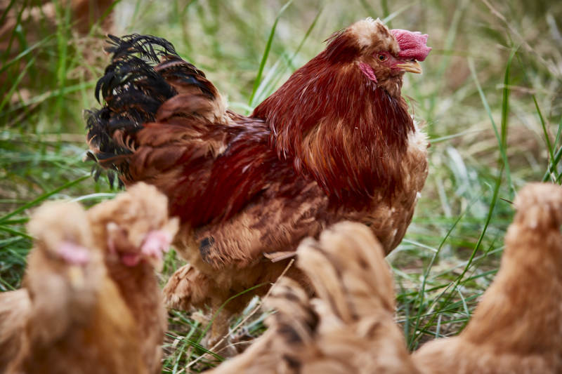 散养状态下散步在草地上的健康北京油鸡图片