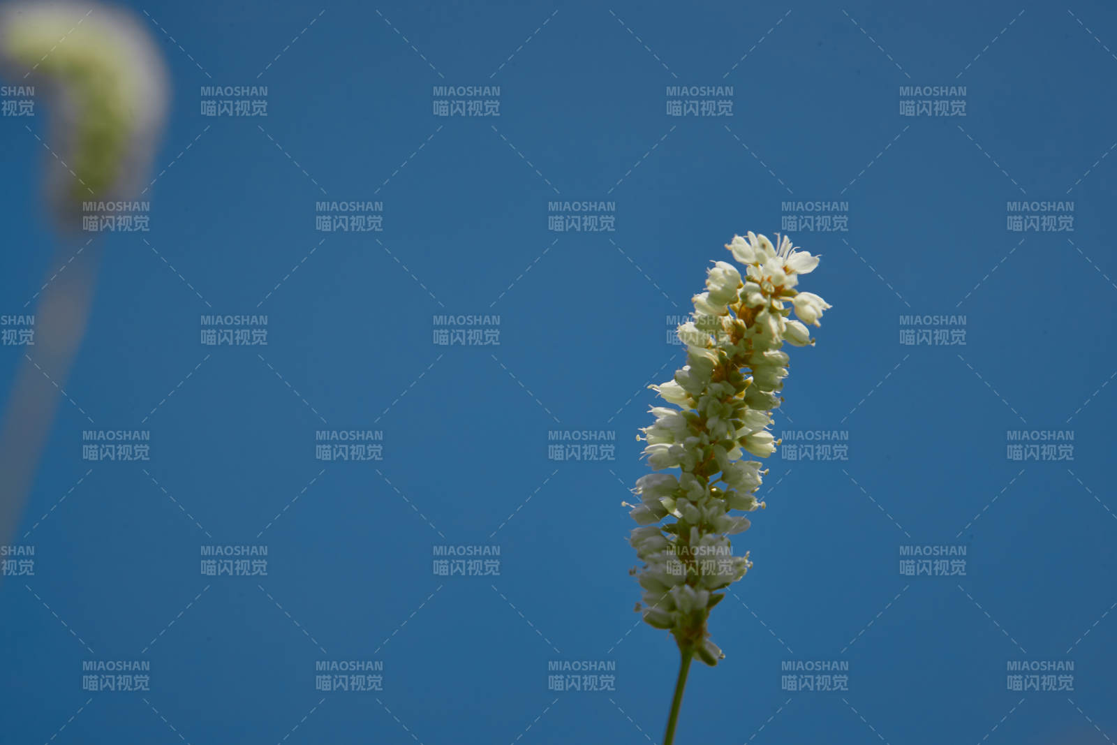 中国河北省张家口沽源县天鹅湖景区湿地花海图片