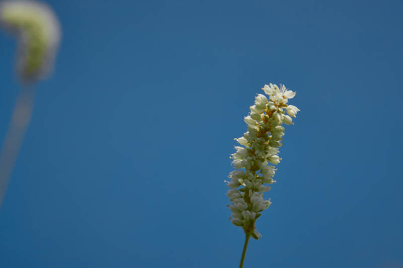 中国河北省张家口沽源县天鹅湖景区湿地花海图片