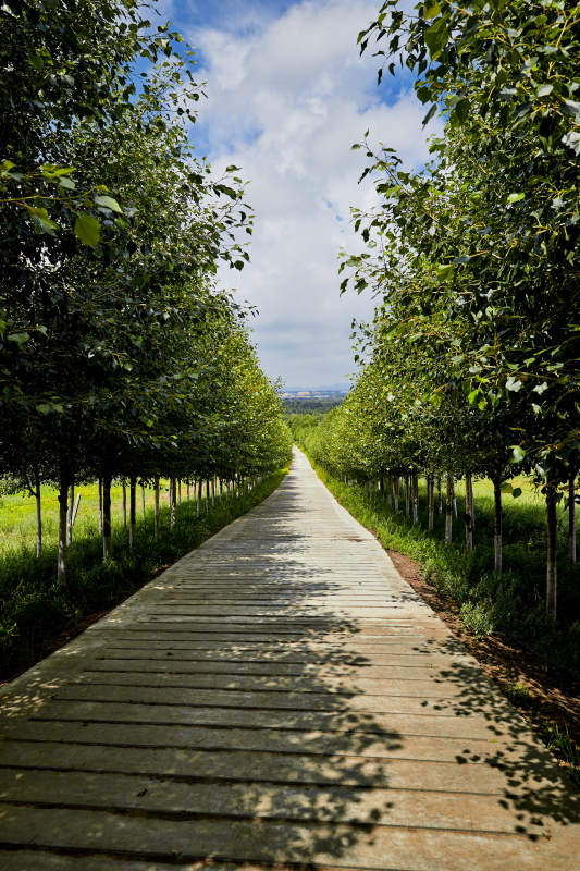 中国河北省张家口地区沽源县天鹅湖景区夏天图片