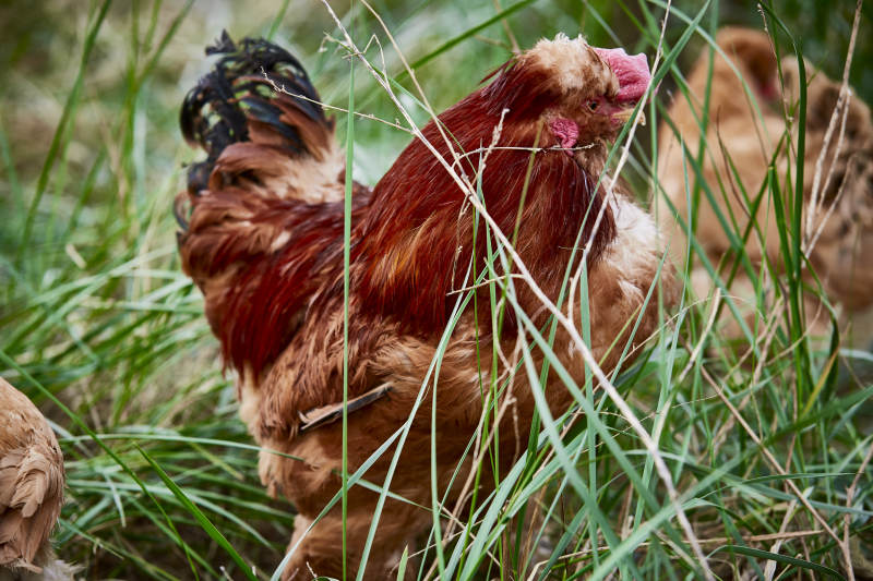 散养状态下散步在草地上的健康北京油鸡图片