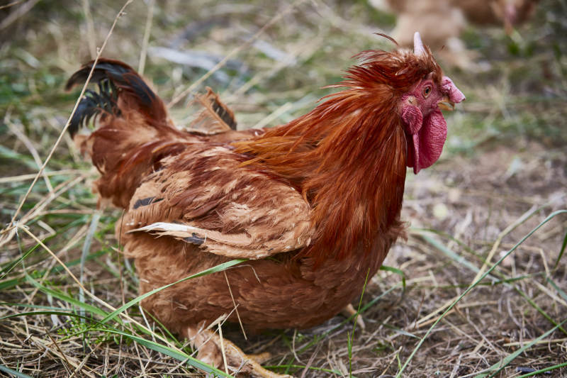 散养状态下散步在草地上的健康北京油鸡图片