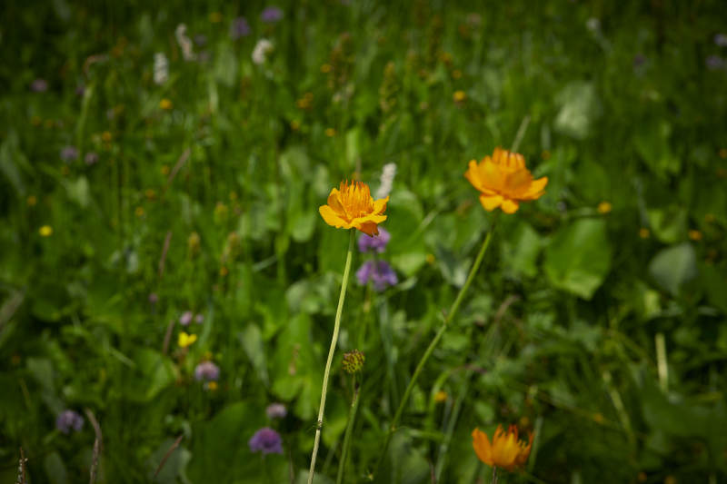 中国河北省张家口沽源县天鹅湖景区湿地金莲花图片