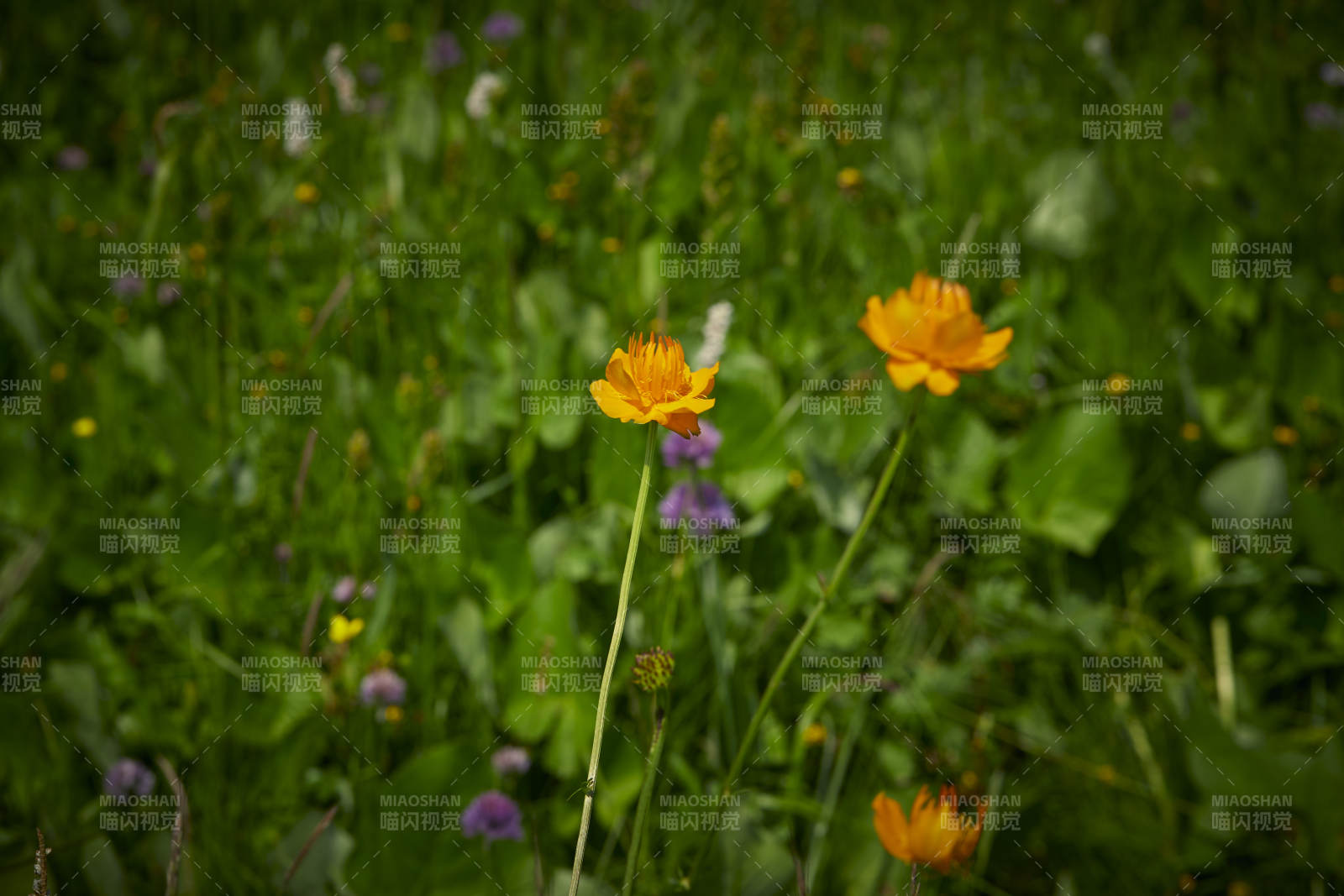 中国河北省张家口沽源县天鹅湖景区湿地金莲花图片