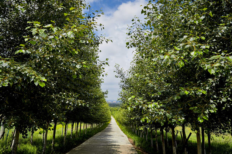 中国河北省张家口地区沽源县天鹅湖景区夏天图片