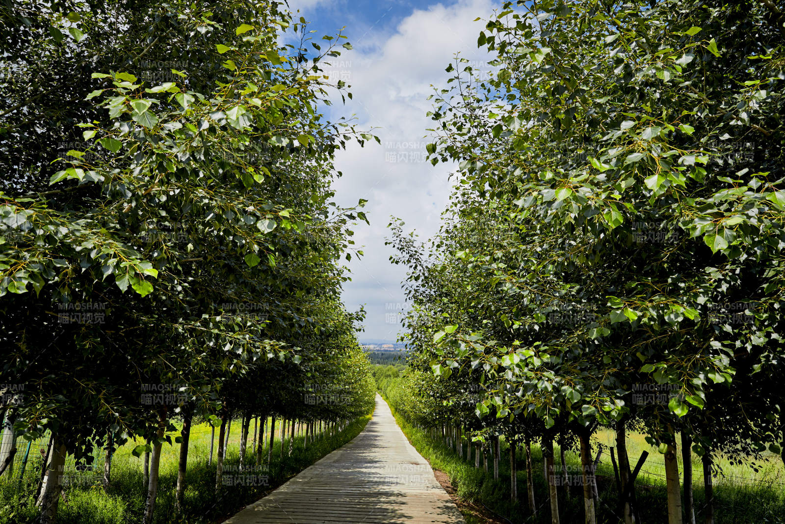 中国河北省张家口地区沽源县天鹅湖景区夏天图片