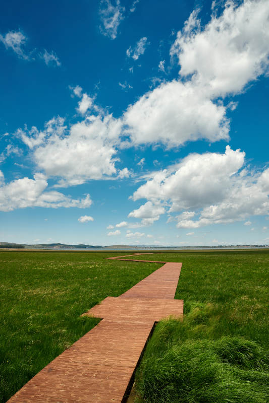 中国河北省张家口沽源县天鹅湖景区湿地花海图片