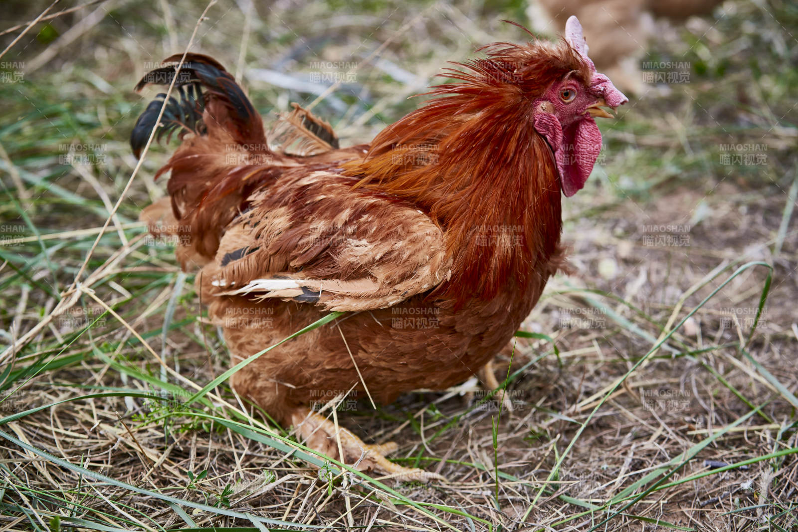 散养状态下散步在草地上的健康北京油鸡图片