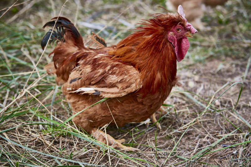 散养状态下散步在草地上的健康北京油鸡图片