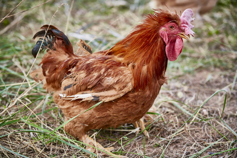 散养状态下散步在草地上的健康北京油鸡图片