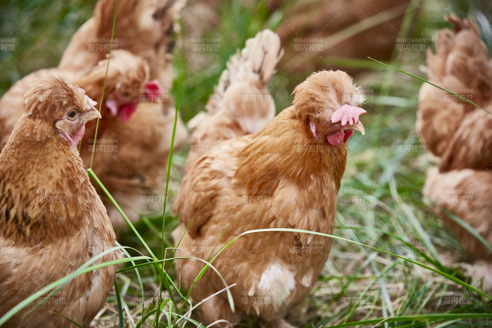 散养状态下散步在草地上的健康北京油鸡图片
