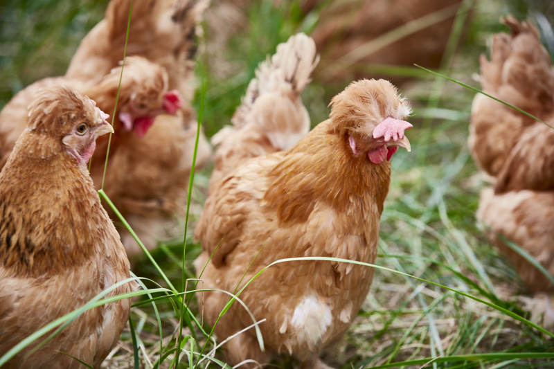 散养状态下散步在草地上的健康北京油鸡图片