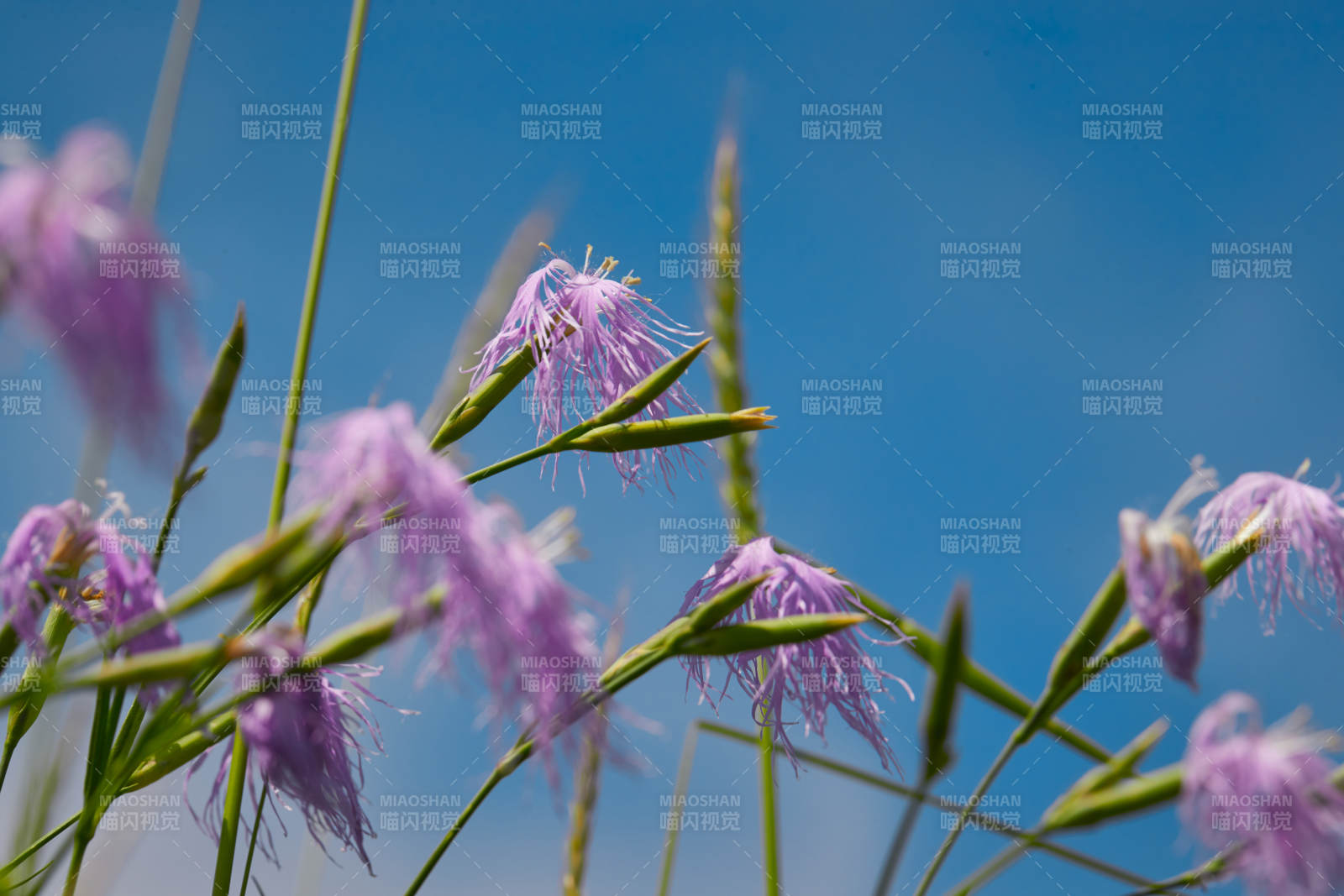 中国河北省张家口沽源县天鹅湖景区湿地花海图片