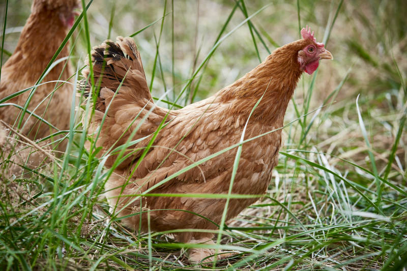 散养状态下散步在草地上的健康北京油鸡图片
