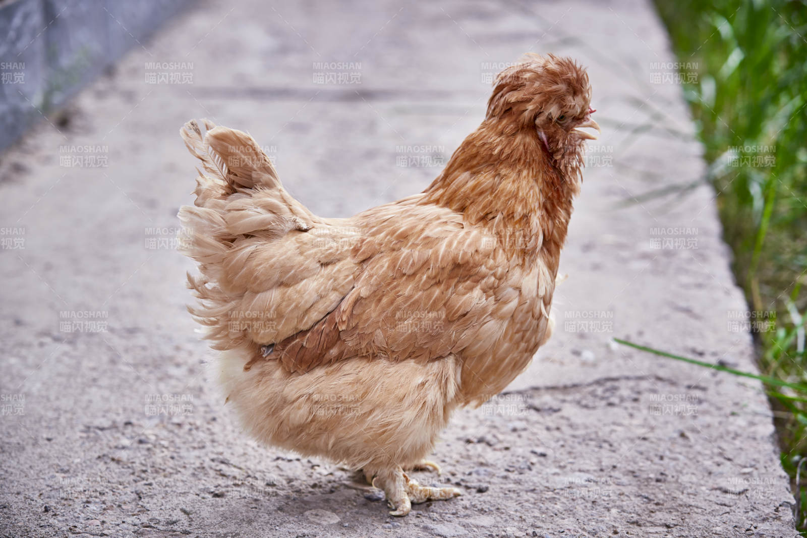 散养状态下散步在草地上的健康北京油鸡图片