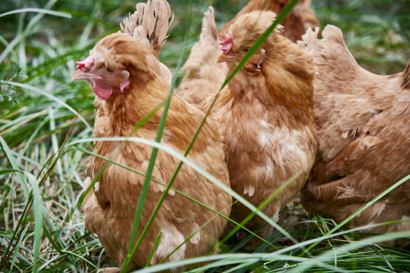 散养状态下散步在草地上的健康北京油鸡图片