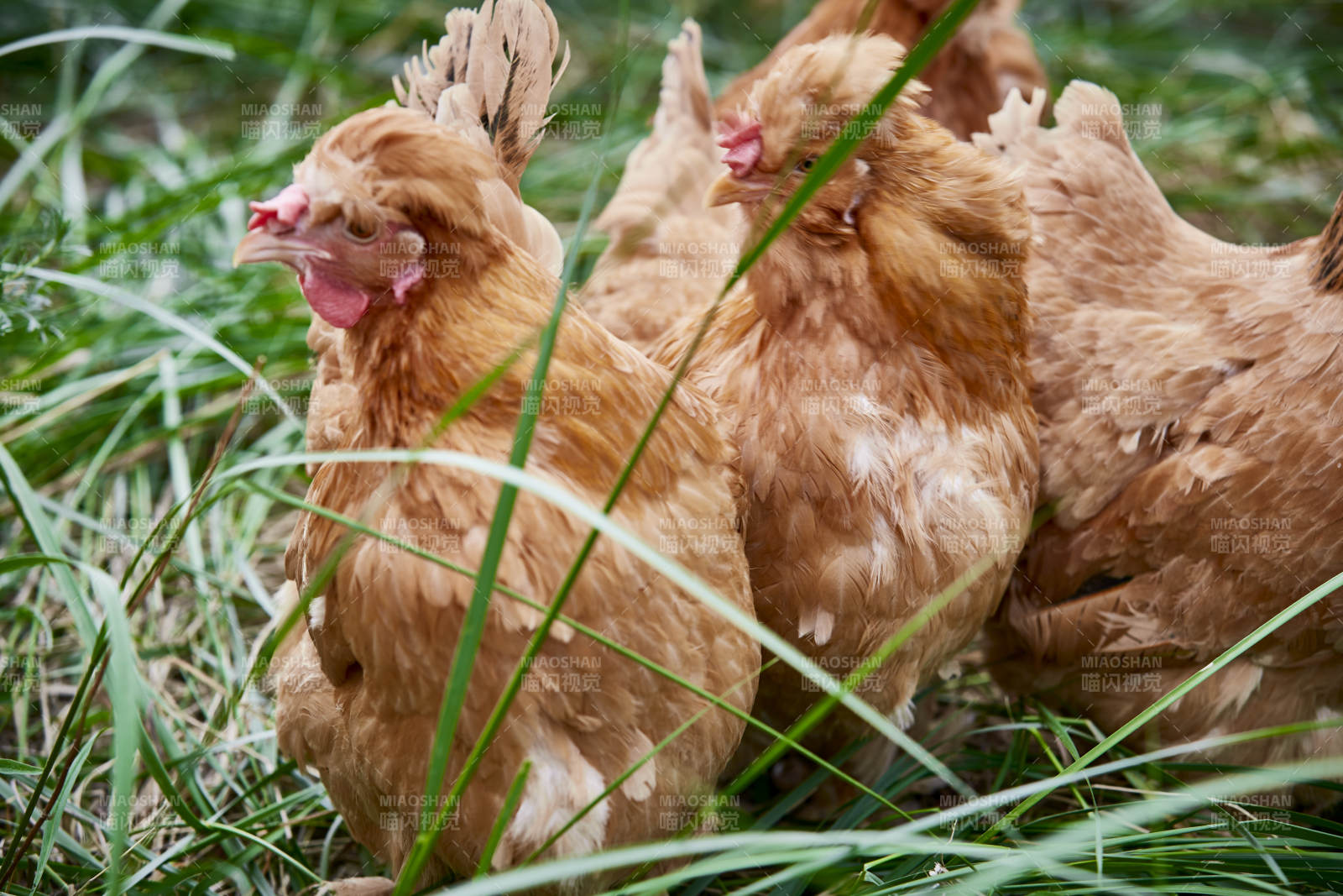 散养状态下散步在草地上的健康北京油鸡图片