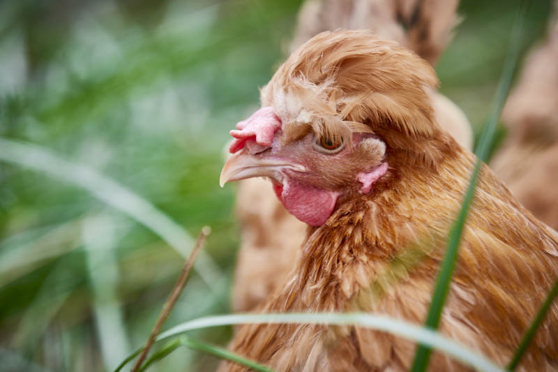 散养状态下散步在草地上的健康北京油鸡图片