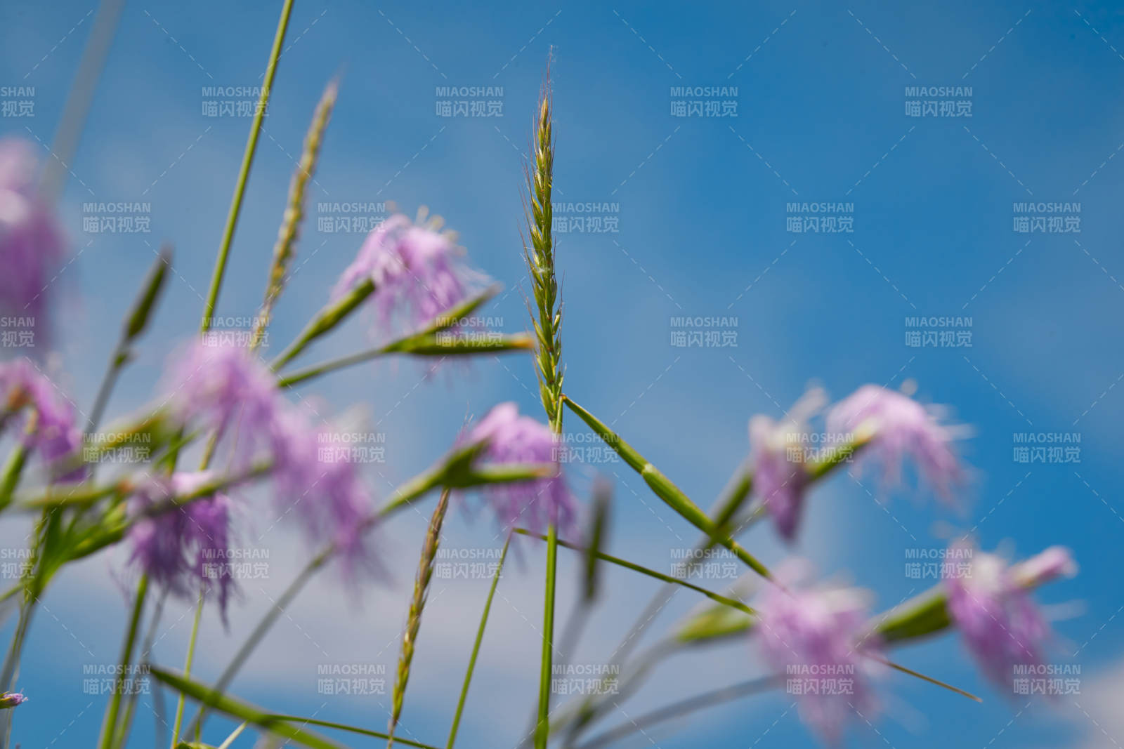 中国河北省张家口沽源县天鹅湖景区湿地花海图片