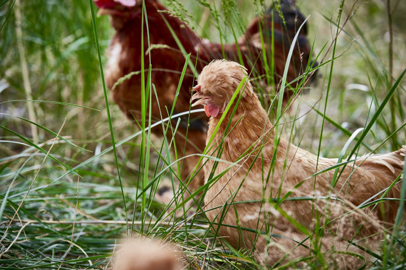 散养状态下散步在草地上的健康北京油鸡图片