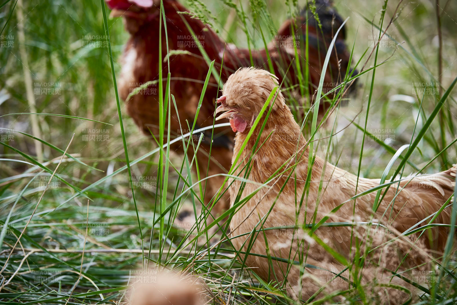 散养状态下散步在草地上的健康北京油鸡图片