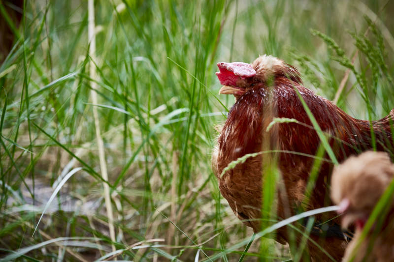 散养状态下散步在草地上的健康北京油鸡图片