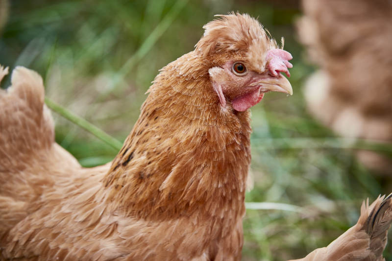 散养状态下散步在草地上的健康北京油鸡图片