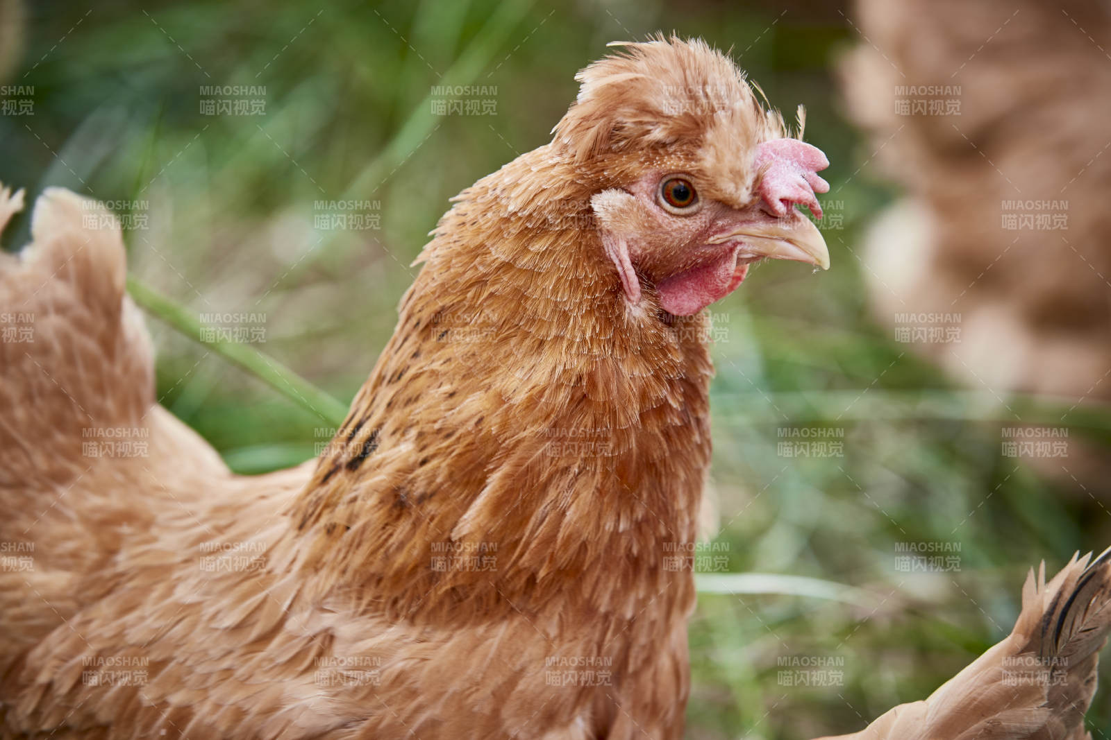 散养状态下散步在草地上的健康北京油鸡图片
